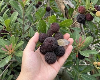 Grafted Black Carbon Yangmei Bare Root Fruit Tree