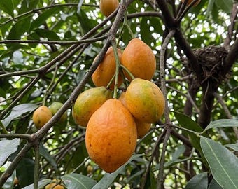 Grafted Achacha Mangosteen Bare Root Cold Hardy Fruit Tree