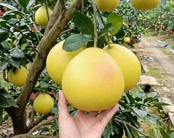 Grafted Red Pomelo Bare Root Sweet Citrus Fruit Tree Sapling