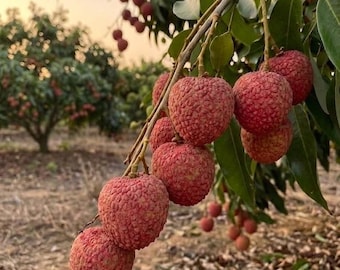 Grafted Seedless Lychee Bare Root Sweet Fruit Tree Sapling