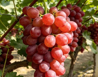 Grafted Globe Grape Vine, Sweet Crisp Red Grape Live Plant (Bare Root)