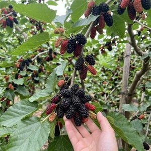 May include: A cluster of ripe, dark purple and unripe red mulberries hanging from a tree branch with green leaves. The berries are elongated and textured, showing various stages of maturity from light red to deep black, clustered on thin stems.