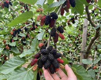 Grafted Everbearing Mulberry Bare Root Tree, Sweet Giant Berry Sapling