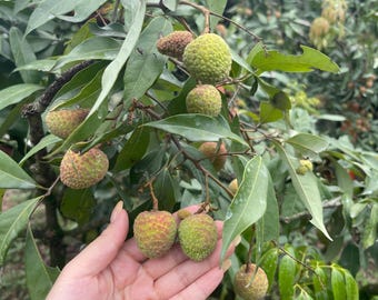 Grafted Fei Zi Xiao Lychee Tree Bare Root - Sweet Tropical Fruit Plant