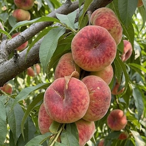 May include: A cluster of ripe, round, flat-shaped peaches hanging from a tree branch. The fruit features a fuzzy skin with a gradient of yellow, orange, and deep red colors. Long, narrow, green leaves surround the peaches on the woody branches.