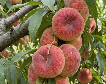 Grafted Yellow Flesh Saturn Donut Peach Bare Root Tree Sapling