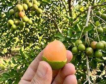 Spanish Lime Honey Berry Grafted Bare Root Fruit Tree