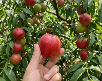 Grafted Nectarine Bare Root Sapling, Sweet Fruit Tree for Home Orchard, Edible Garden Plant