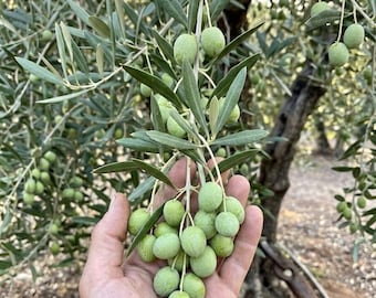 Grafted Arbequina Olive Tree, Bare Root Live Sapling, Cold Hardy Fruit Tree