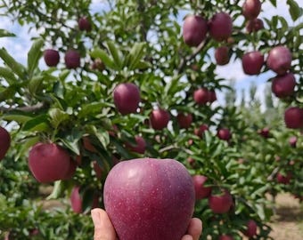 Grafted Huaniu Apple Bare Root, Sweet Aromatic Red Variety