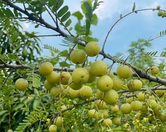 Grafted Amla Tree Bare Root - Indian Gooseberry, Superfruit Tropical Tree