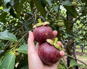 Grafted Mangosteen Bare Root Sapling, Rare Tropical Fruit Tree
