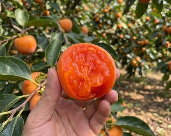 Grafted Non-Astringent Sugar Persimmon Bare Root Sapling