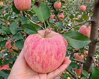 Grafted Fuji Apple Bare Root Crisp Sweet Fruit Tree Sapling