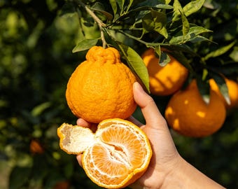 Grafted Ugly Tangor Bare Root Tree, Sweet Juicy Citrus Live Fruit Shrub