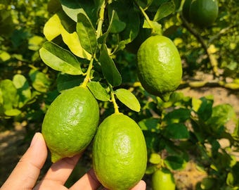 Perfume Lemon Grafted Bare Root Sapling, Heavy Blooming Citrus Live Plant
