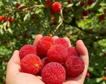 Grafted Dingao Bayberry Bare Root Tree, Sweet Early Fruit Tree
