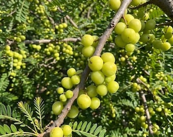 Grafted Sweet Green Amla Bare Root Sapling, Indian Gooseberry Tree