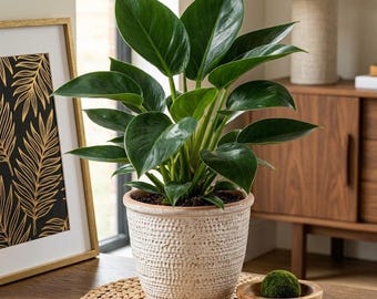 Golden Princess Pothos Live Potted Plant, Indoor Air Purifying Houseplant
