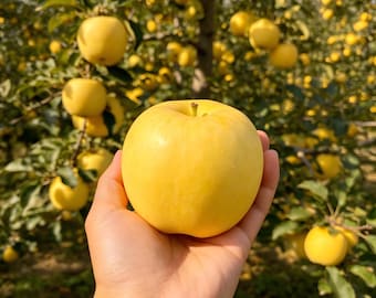 Grafted Golden Apple Bare Root Sapling, Sweet Crisp Fruit for Backyard Home Orchard