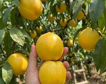 Grafted Yellow Honey Peach Bare Root Tree, Sweet Freestone Self-Fertile Sapling for Backyard Orchard