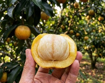 Grafted Golden Yellow Mangosteen Bare Root Cold Hardy Fruit Tree