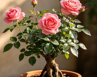 Heirloom Grafted Old Rose Bare Root, Hardy Fragrant Live Sapling