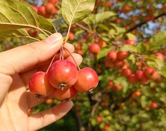 Grafted Flowering Crabapple Tree Bare Root - Ornamental & Edible