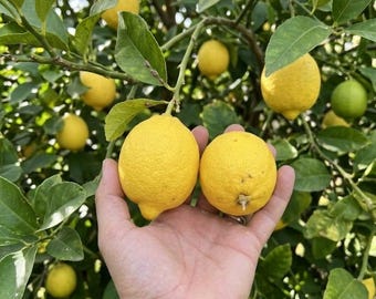 Grafted Eureka Lemon Tree, Bare Root Live Citrus Sapling, Heavy Fruiting