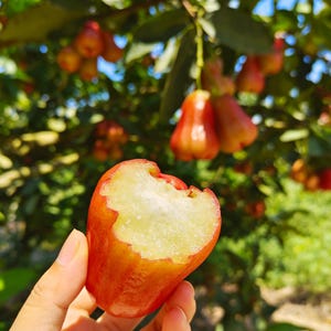 May include: A bell-shaped wax apple with a shiny red skin and a large bite taken out of the top, revealing a pale, crisp, and juicy white interior. The fruit is held in the foreground with a blurred orchard of similar red fruit in the background.