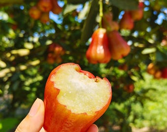 Grafted Large-Leaf Red Wax Apple Bare Root Tree, Sweet Tropical Fruit Tree