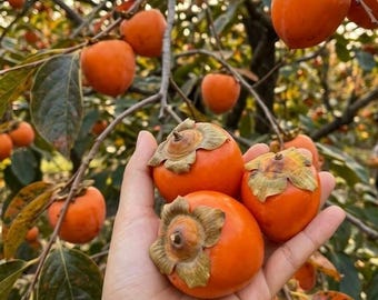 Grafted Heart Shaped Persimmon Bare Root Tree, Sweet Fruit Tree for Home Garden