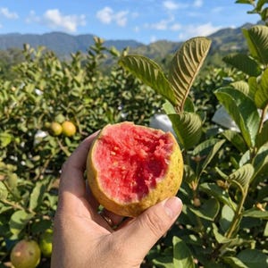 May include: A round guava fruit with a yellow-green skin and a bright pink, seeded interior. The fruit has a large bite mark taken out of the top, revealing the soft, textured flesh and small seeds inside, held against a backdrop of green leaves.