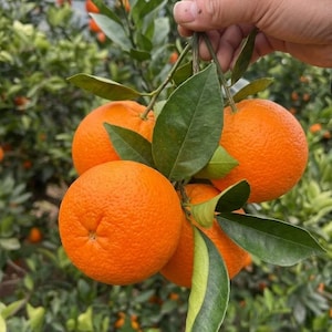 May include: A cluster of four bright orange citrus fruits hanging from a green stem with several dark green leaves. The round fruits have a textured peel and are attached to a central branch, showcasing their vibrant color and natural shape.