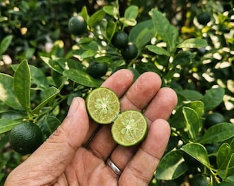 Grafted Calamansi Lime Bare Root Cold Hardy Citrus Tree