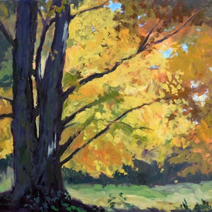 The Glow of October Maple Trees  (Vermont landscape, autumn trees, maple tree, autumn foliage, leaf peeper)