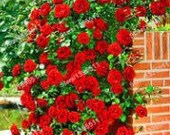 GOURGEOUS Climbing Roses Flowers seeds, (PINK) Qty. 20 Seeds