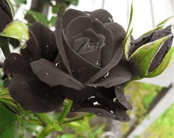 Black Rose Seeds Etsy