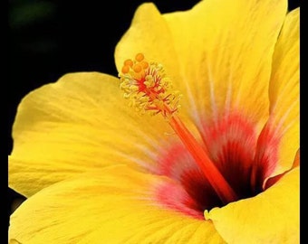 Yellow Flower Hibiscus, Qty. 20 Seeds