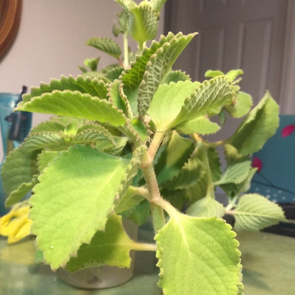 Oregano Plant size 8” to 10” Cuban Oregano plant Mexican Mint Spanish, Oregano Brujo, Thyme.