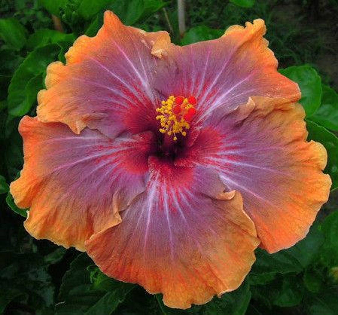 Hardy Giant Hibiscus Flowers Seeds Color Purple/Orange Qty. Etsy
