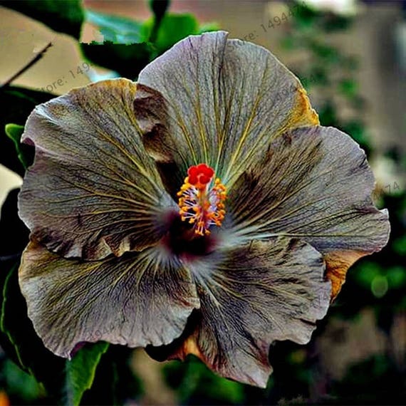 Hibiscus Flowers Seeds, Color: Gray/Peach Qty 20 Seeds