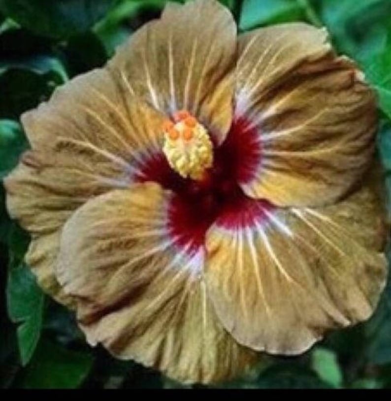 Tropical Hibiscus Flowers Seeds Beige 20 Seeds