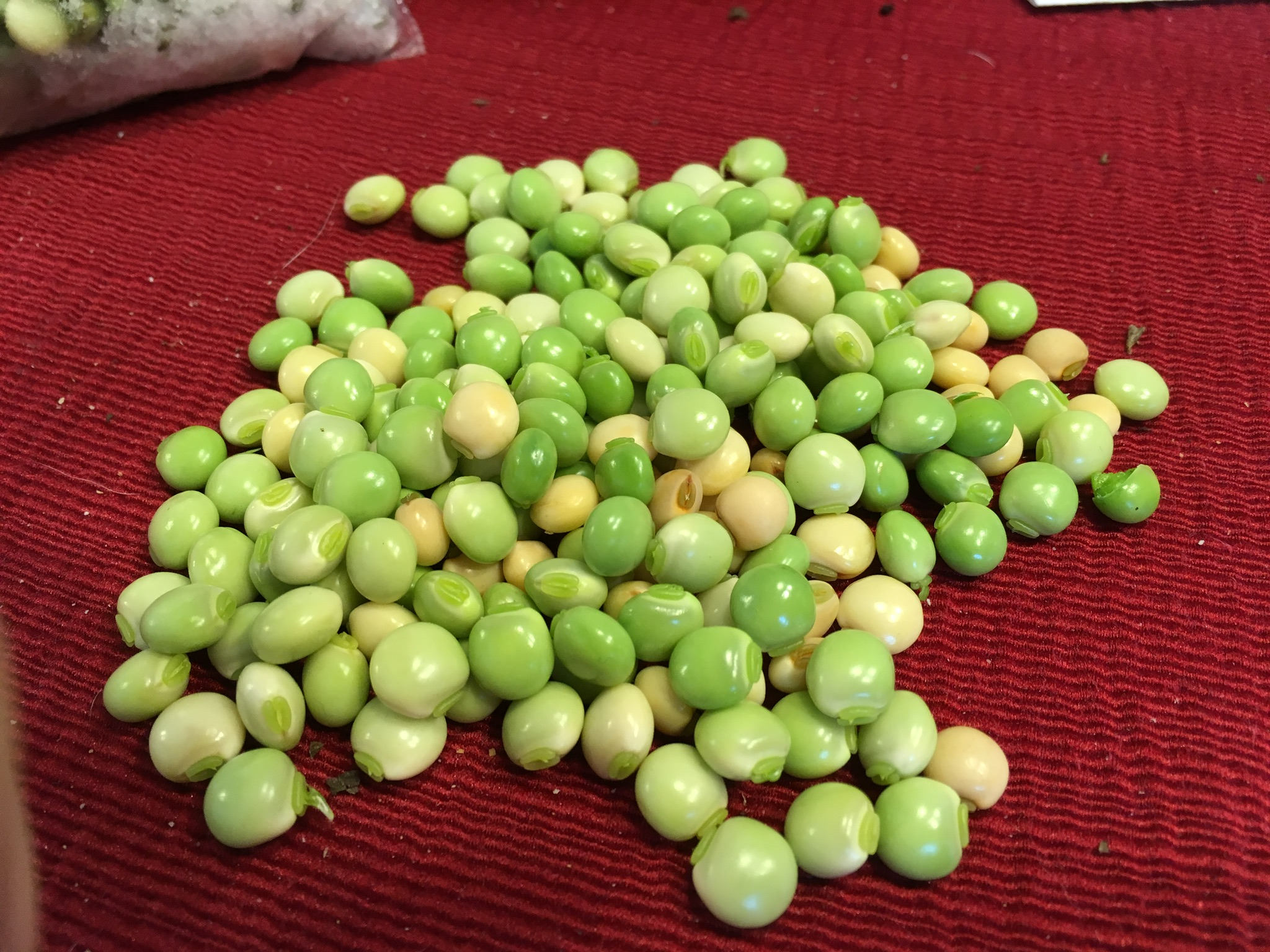 20 Semillas De Gandules Pigeon Pea Seeds Etsy