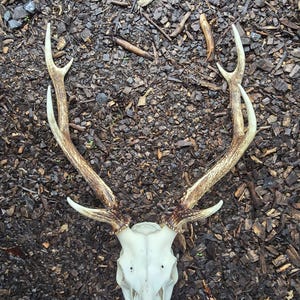 Può includere: Un cranio di cervo con un set di palchi ramificati. Il cranio è di colore bianco sporco con una consistenza liscia, mentre i palchi presentano una superficie ruvida color marrone chiaro con punte multiple che si estendono verso l'alto.