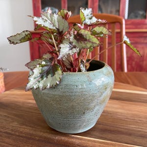Puede incluir: Una planta en maceta con hojas variegadas en tonos plateados, verdes y rojo oscuro, con bordes dentados. La planta está en una maceta de cerámica redonda de color azul verdoso claro con un acabado texturizado y cuerpo redondeado.