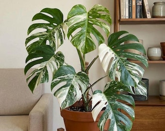 Rare Monstera Albo Live Plant | Variegated Borsigiana White Tiger Potted Tropical Houseplant Collector Gift | Indoor Outdoor Home Decor