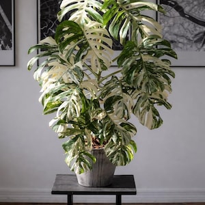 May include: A variegated Monstera plant with large, deeply lobed leaves featuring a distinct pattern of creamy white and deep green coloration. The plant is potted in a textured gray container, showcasing a dense, upright growth habit.