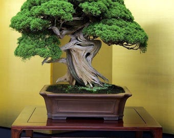 Bonsai de Junípero Vivo | Bonsai Maduro com Folhagem Verde | Planta Bonsai em Vaso com Tronco Retorcido para Ambientes Internos e Externos