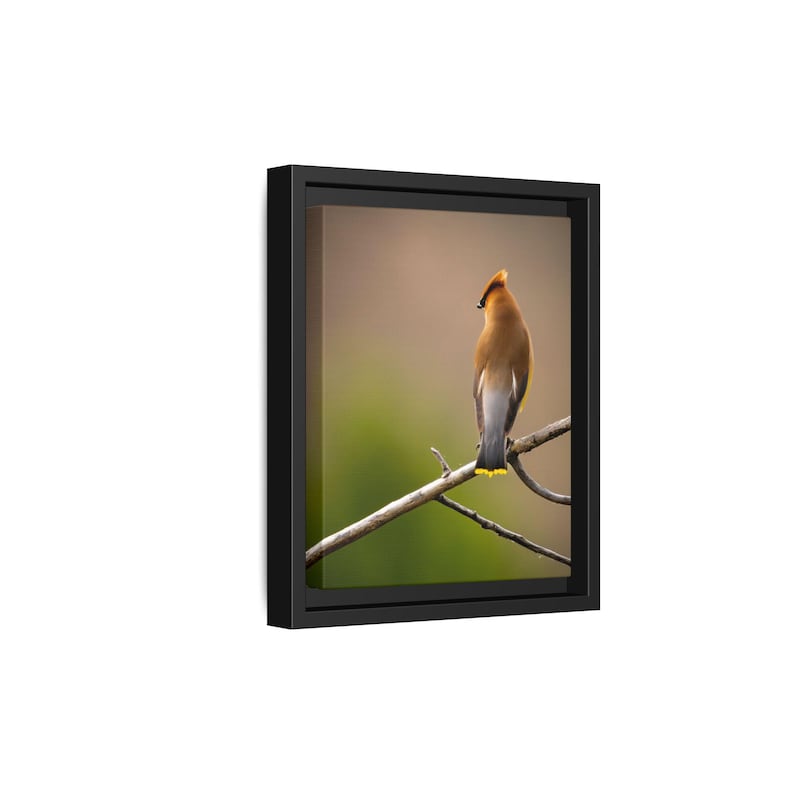 Cedar Waxwing on Branch